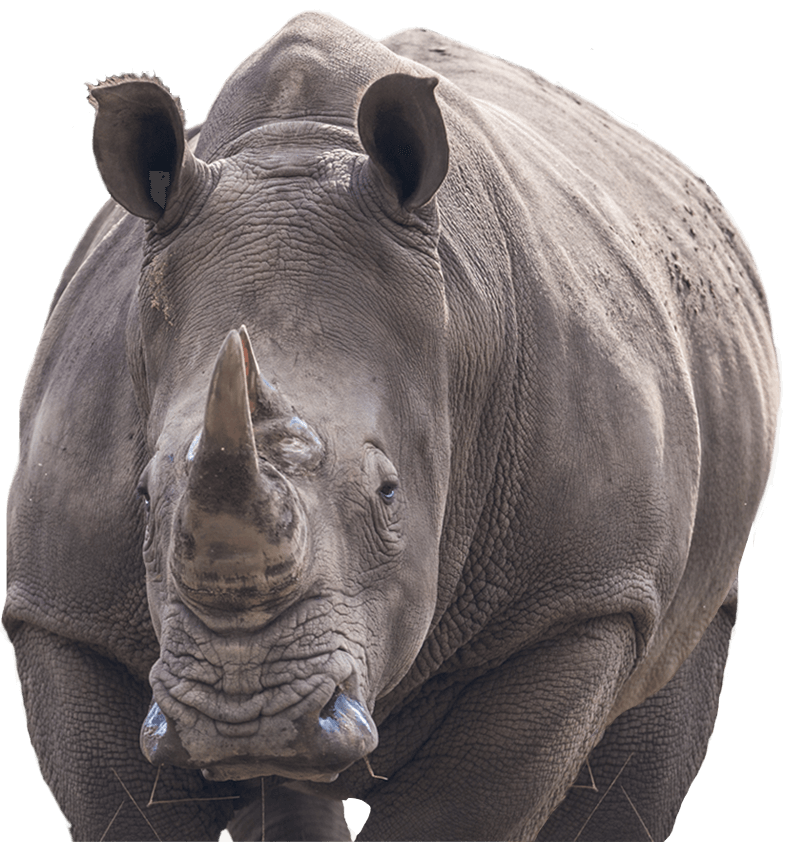 rhino
