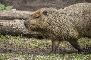 Capybara