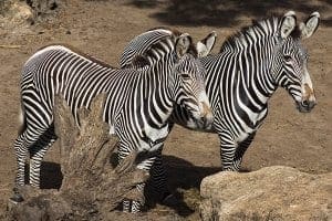 Two zebras