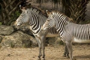 two zebra