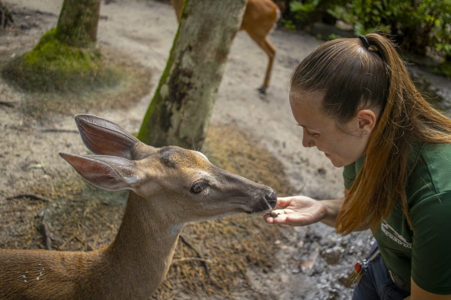 Clementine the white-tailed deer