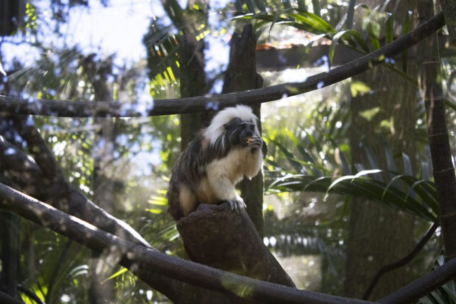 Cotton-top tamarin