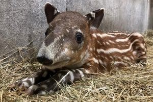 Tapir calf