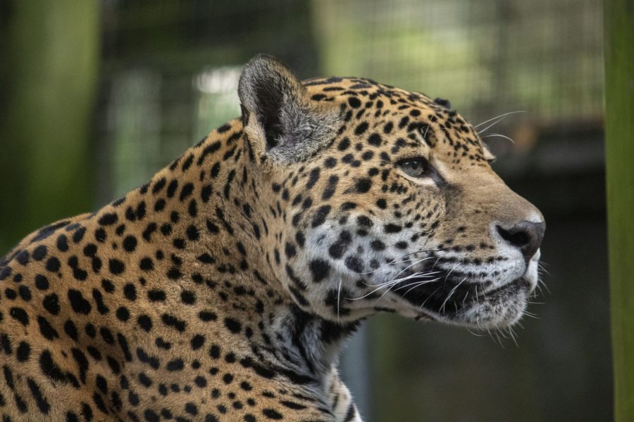 Mulac the jaguar