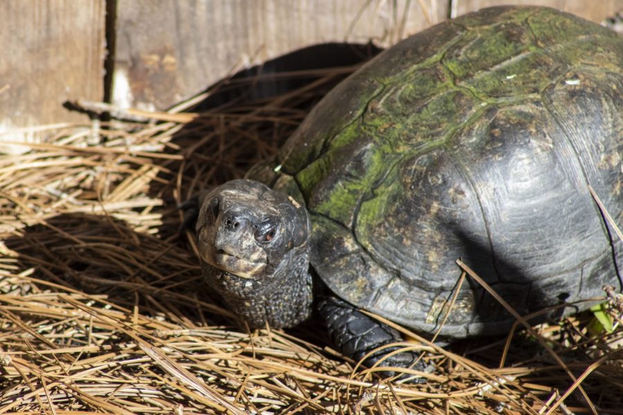 Gulf Coast Box Turtle