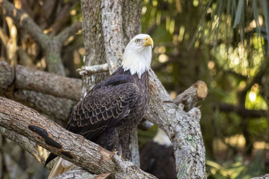 A bald eagle