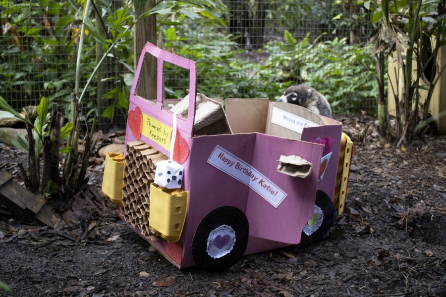 Katie the white-nosed coatimundi inspects her new car, given to her for her 16h birthday by our volunteers. 