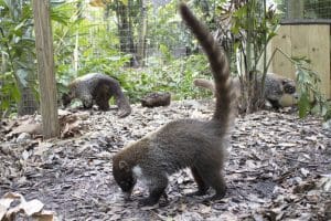 A coatimundi kit explores their new habitat with older coatis Katie and Lupita nearby.