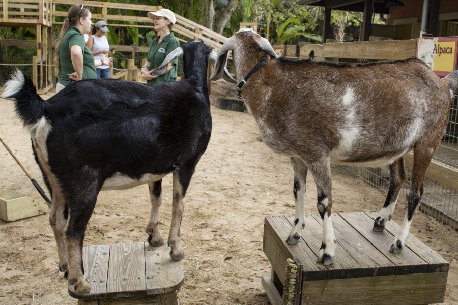 Lilly and Violet stand together in the Barnyard.