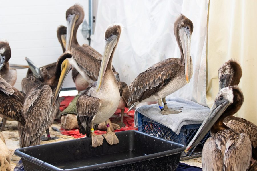 Brown pelicans