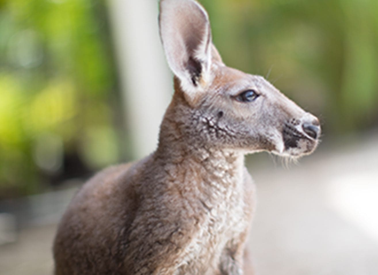 lily the kangaroo