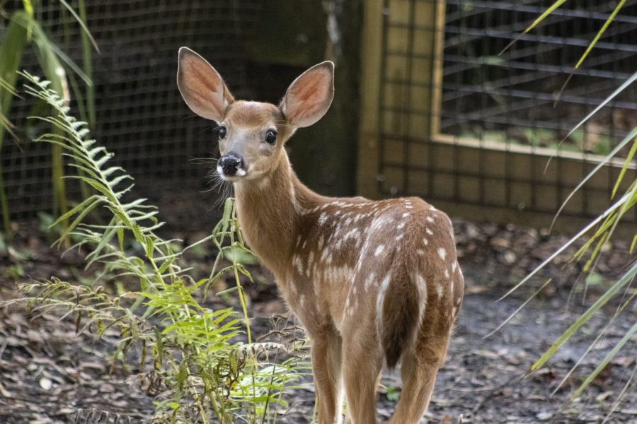 White-tailed deer