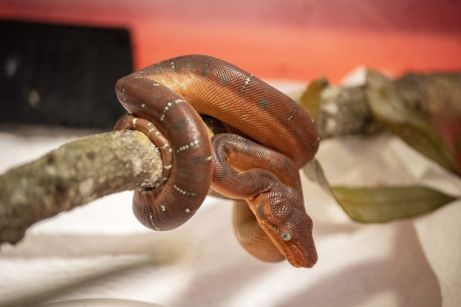 Emerald Tree Boa baby wrapped around a stick