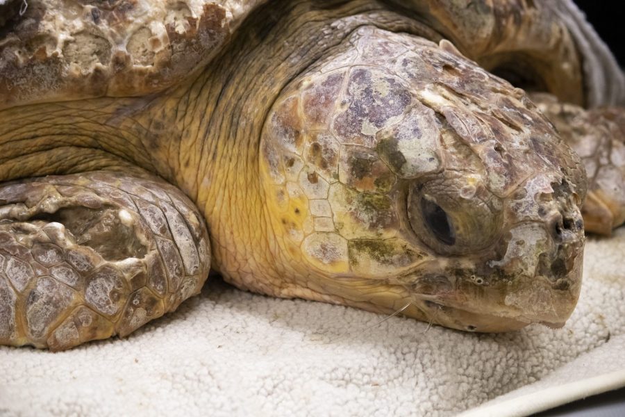 Apple Dumpling the sea turtle