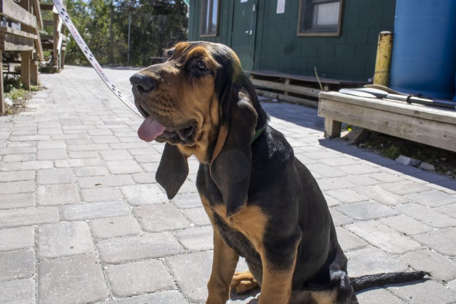 Bloodhound puppy