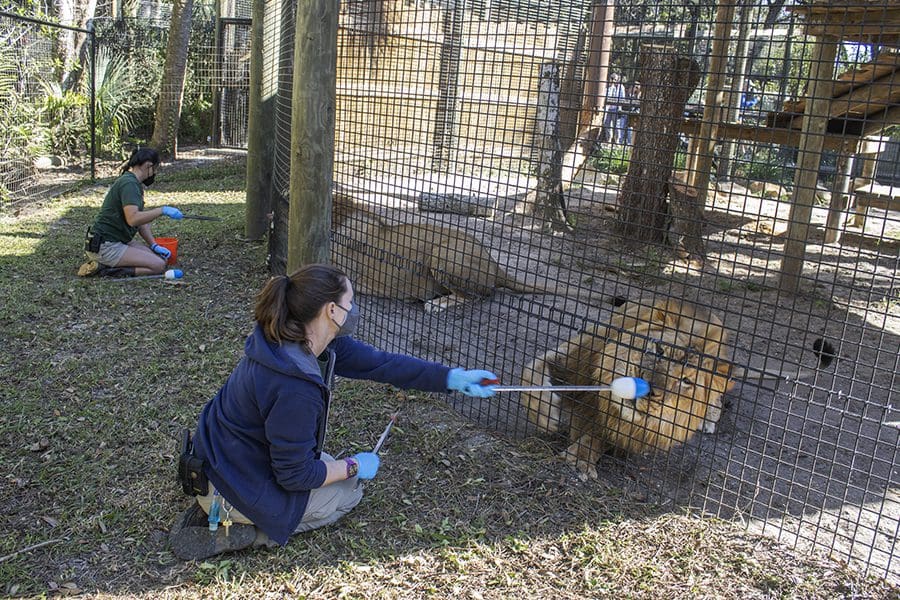 Keepers training lions
