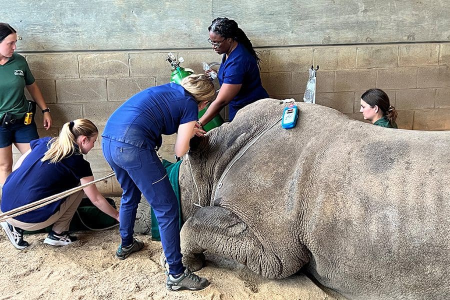 Kibibi white rhino AI during AI procedure.