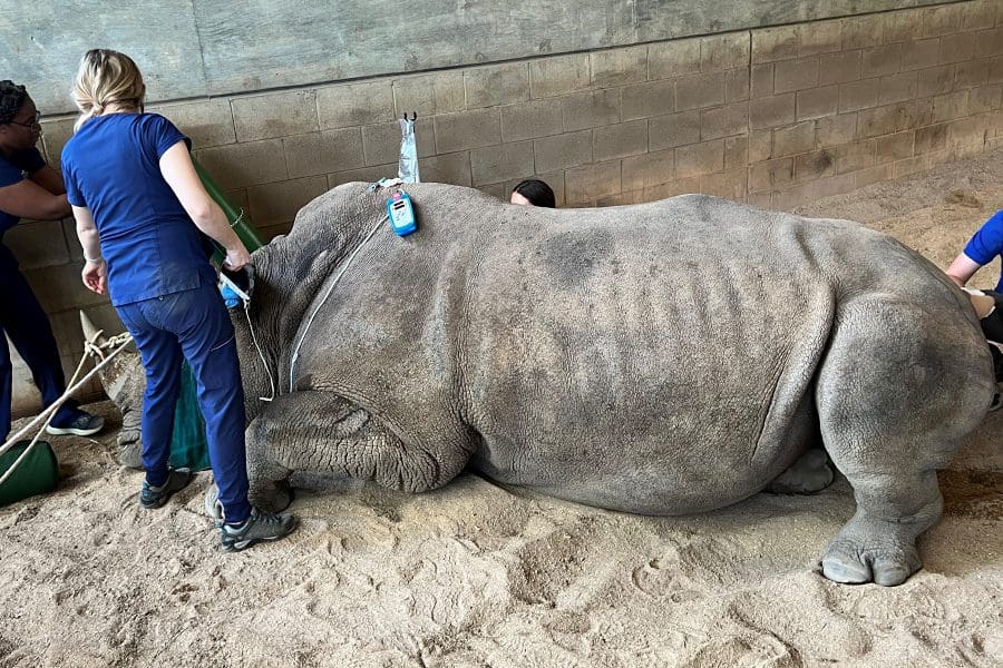 Kibibi white rhino AI during AI procedure.