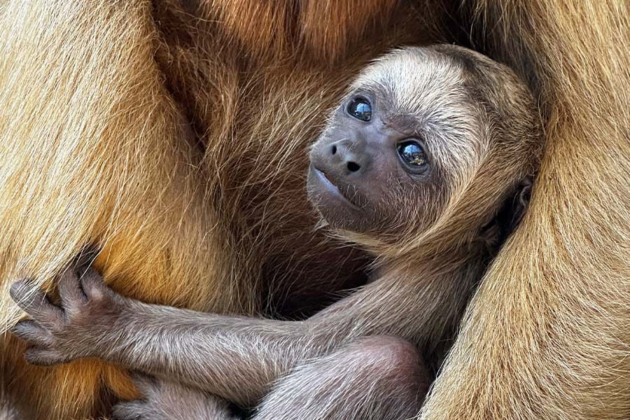 Baby howler monkey