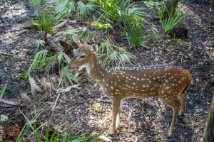Peach the fallow deer stands in her habitat.