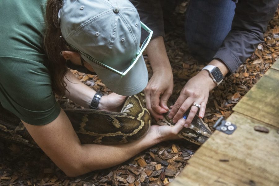 Herps & Aquatics keeper holding snake's head