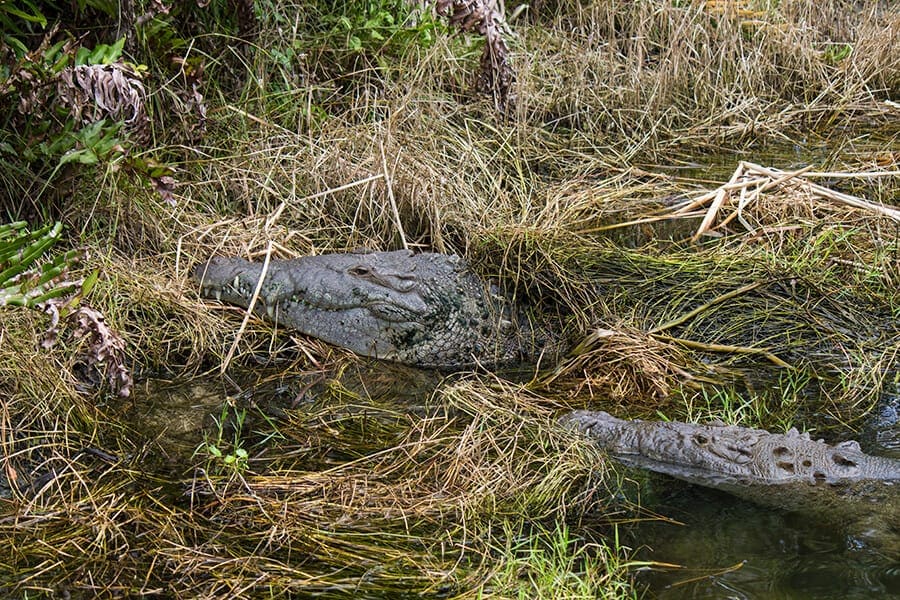 Lilly and Golum, our resident American crocodiles