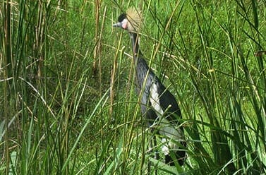 West African Crowned Crane3