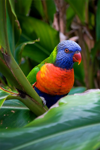 Lorikeet-Events