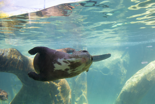 SwimmingOtter